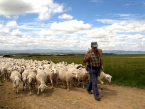 Shepherd-and-his-flock